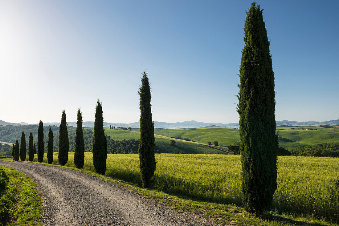 Path lined with cypress trees, near San Quirico d`Orcia, Val d`Orcia, province of Siena, Tuscany, Italy, UNESCO World Heritage