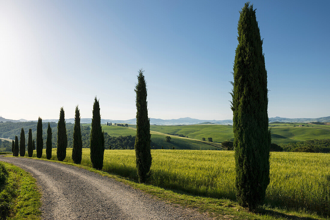 Weg mit Zypressen, bei San Quirico d'Orcia, Val d'Orcia, Provinz Siena, Toskana, Italien, UNESCO Welterbe