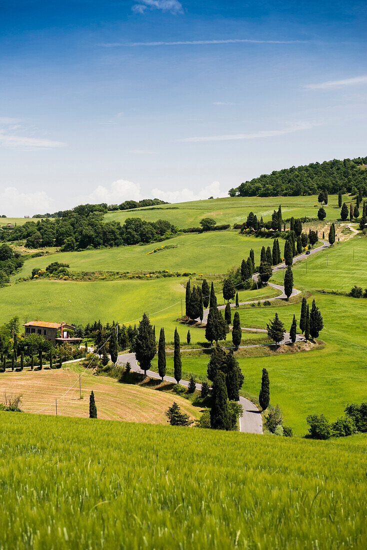 Zypressenallee, Monticchiello, bei Pienza, Val d'Orcia, Provinz Siena, Toskana, Italien, UNESCO Welterbe