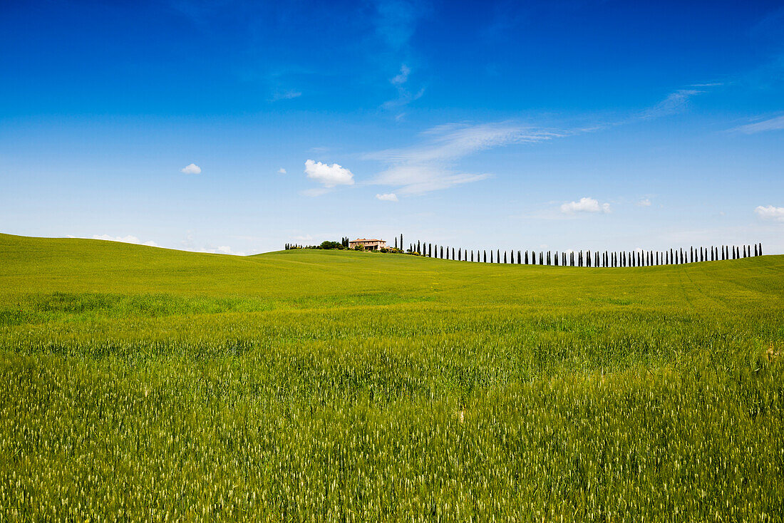Landhaus und Zypressen, bei San Quirico d'Orcia, Val d'Orcia, Provinz Siena, Toskana, Italien, UNESCO Welterbe