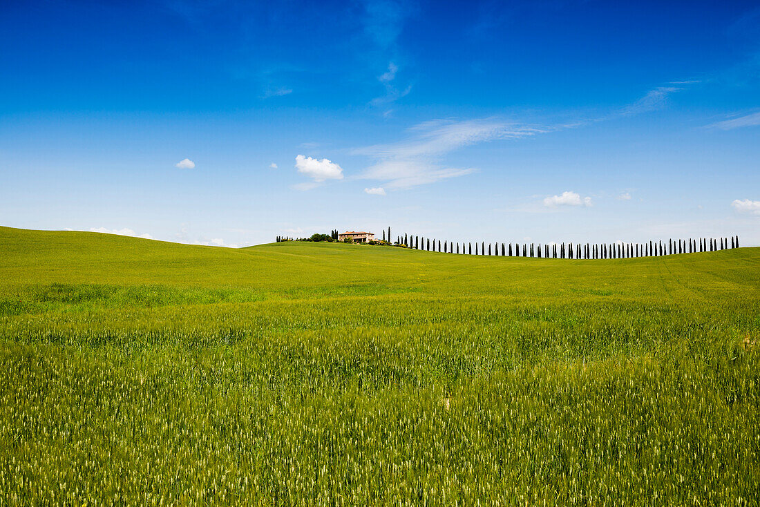 country residence and cypress trees, near San Quirico d`Orcia, Val d`Orcia, province of Siena, Tuscany, Italy, UNESCO World Heritage