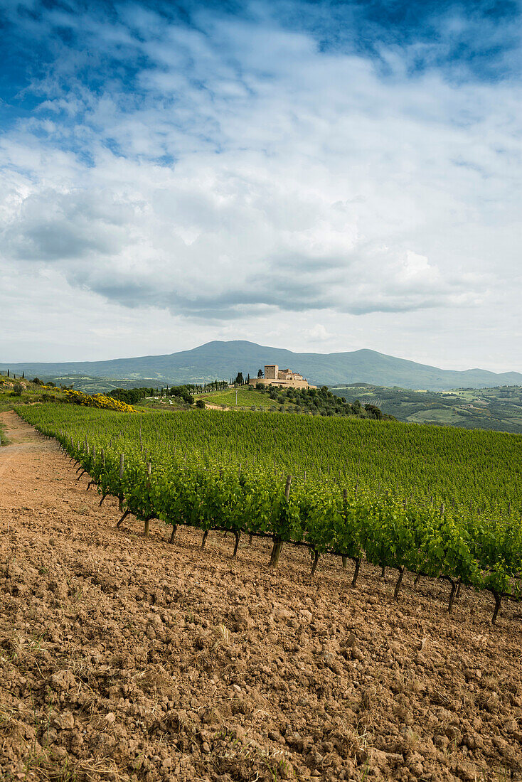 Weingut bei Montalcino und Monte Amiata, Val d'Orcia, Provinz Siena, Toskana, Italien, UNESCO Welterbe