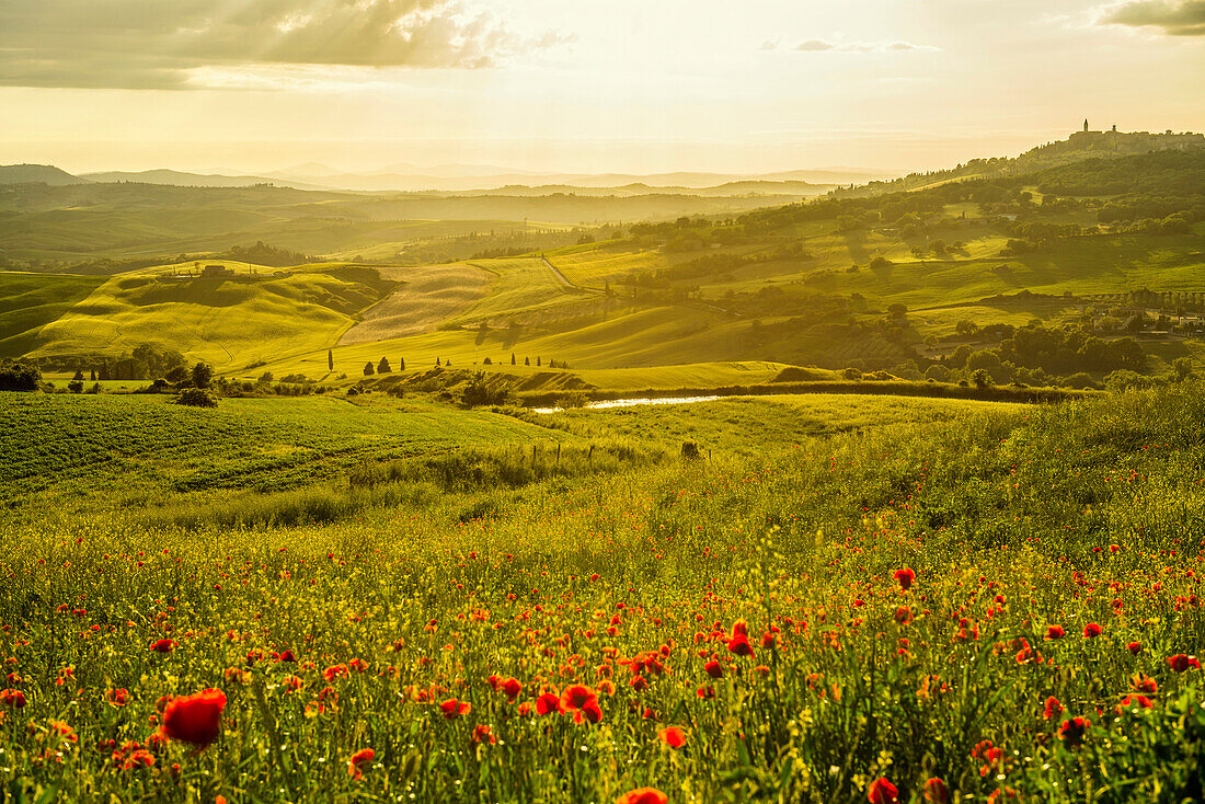landscape with red poppies, near Pienza, Val d`Orcia, province of Siena, Tuscany, Italy, UNESCO World Heritage