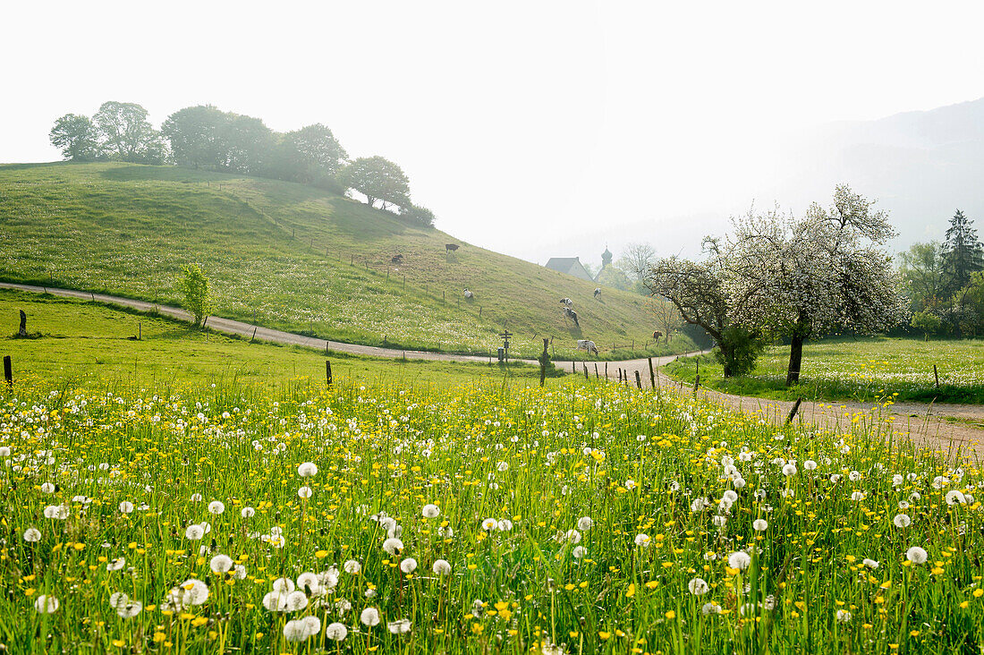 landscape in Spring, Hexental near Freiburg im Breisgau, Black Forest, Baden-Wuerttemberg, Germany