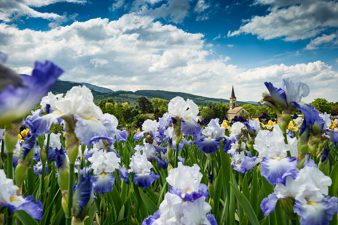 flower meadow with blossoming iris, Laufen near Sulzburg, Black Forest, Baden-Wuerttemberg, Germany