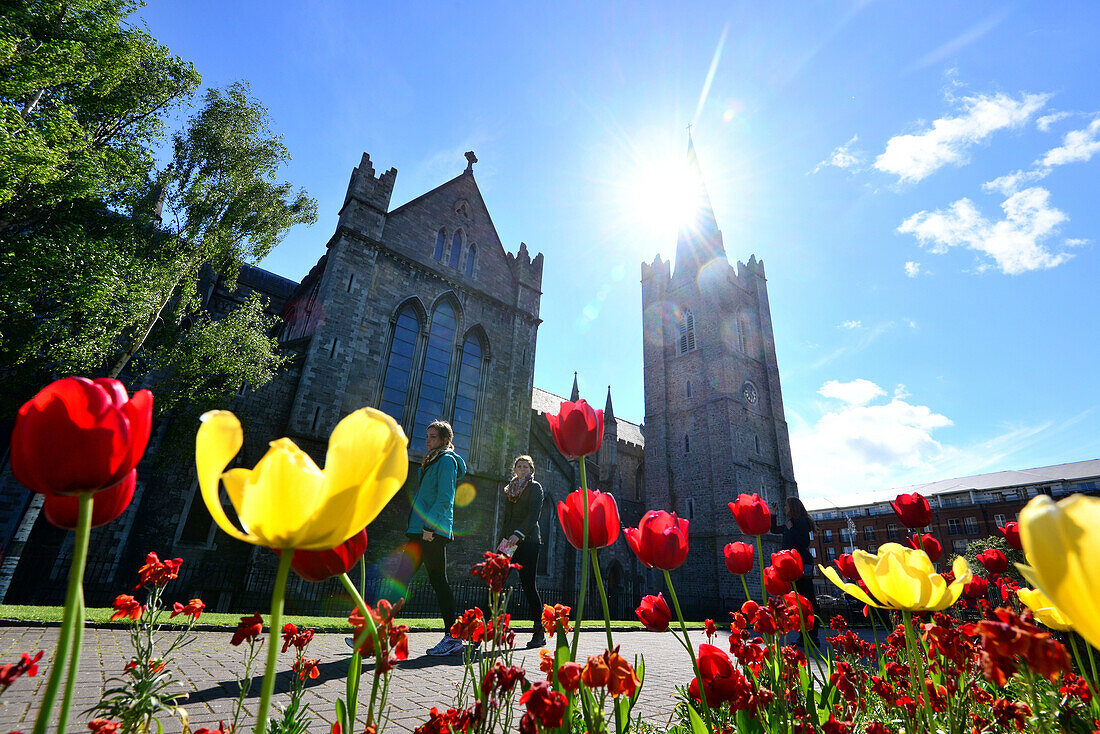 Tulpen vor St. Patrick's Cathedral, Dublin, Irland