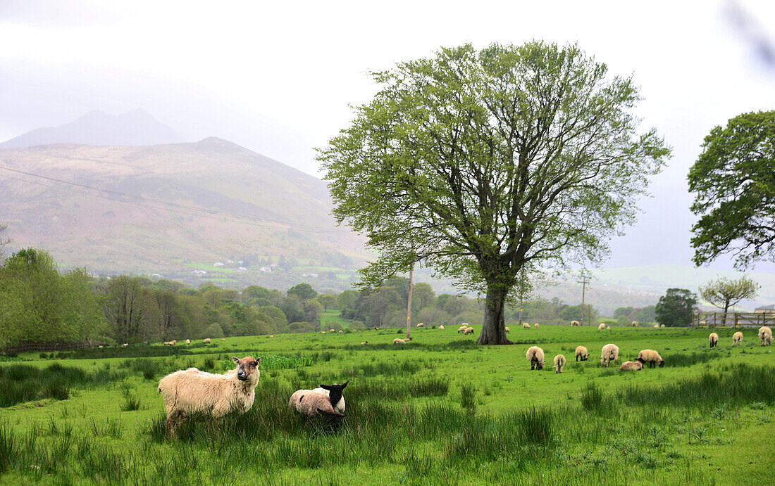 Sheep in the Killarney National Park near Killarney, Ireland