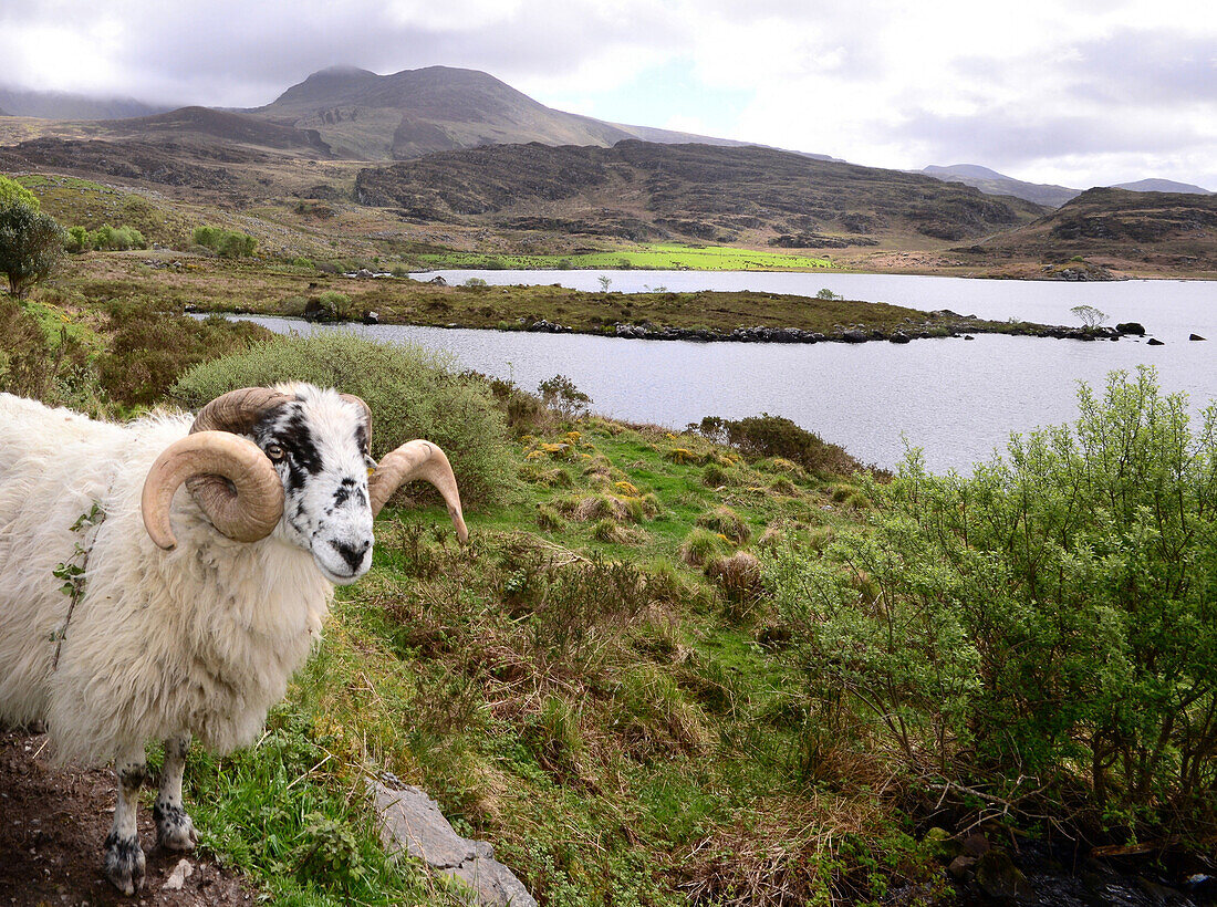 Schafbock am Caragh Lake am Ring of Kerry, Irland