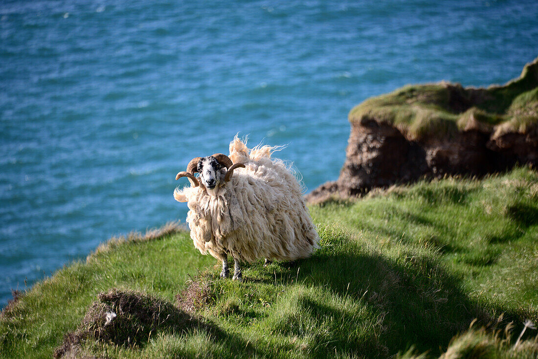 Schafbock bei Dunquin an der äußersten Westküste, Halbinsel Dingle, Kerry, Irland