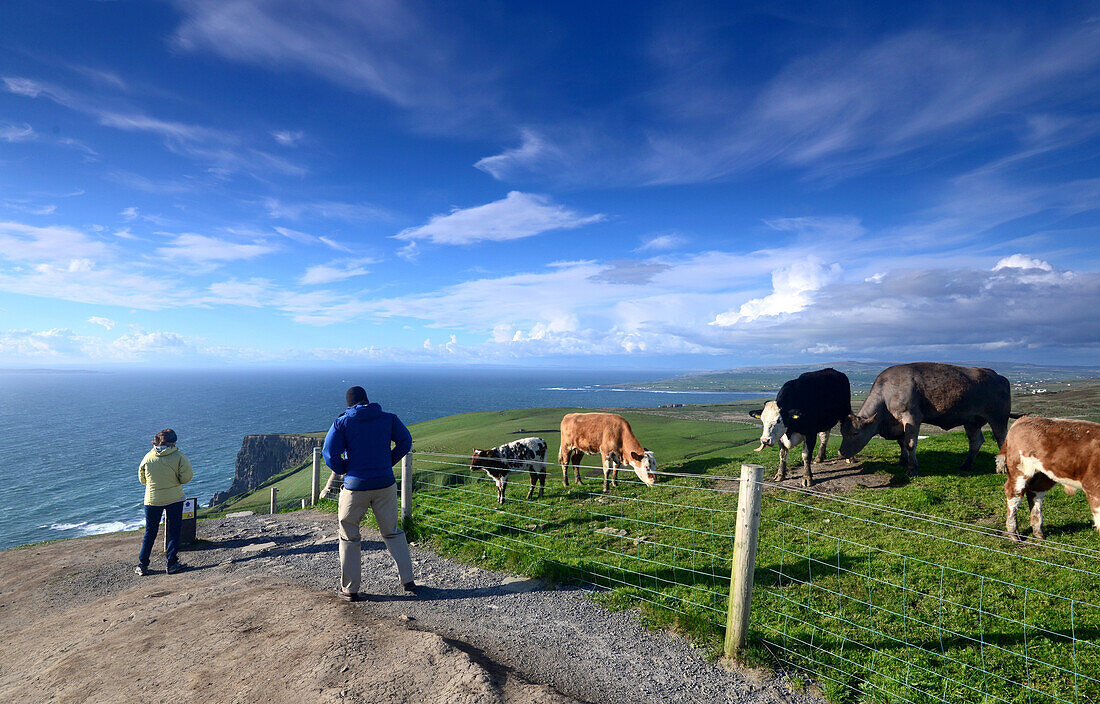Kühe auf der Weide, Clare, Westküste, Irland