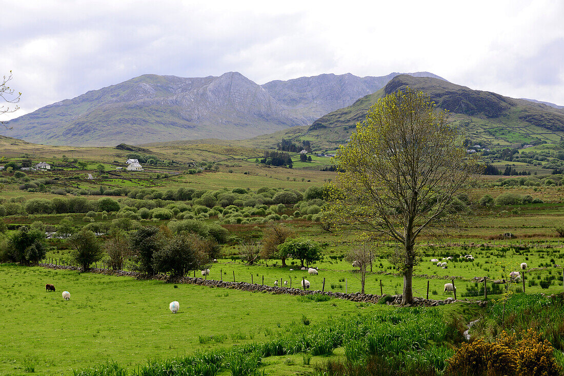 Landscape with hills and meadows along the road 336 in Connemara, Ireland