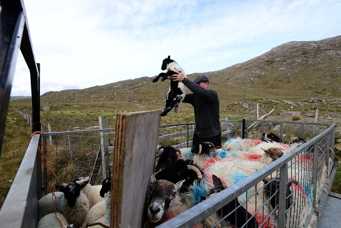 Schäfer und Schafe an der Straße 336 im Connemara, Irland