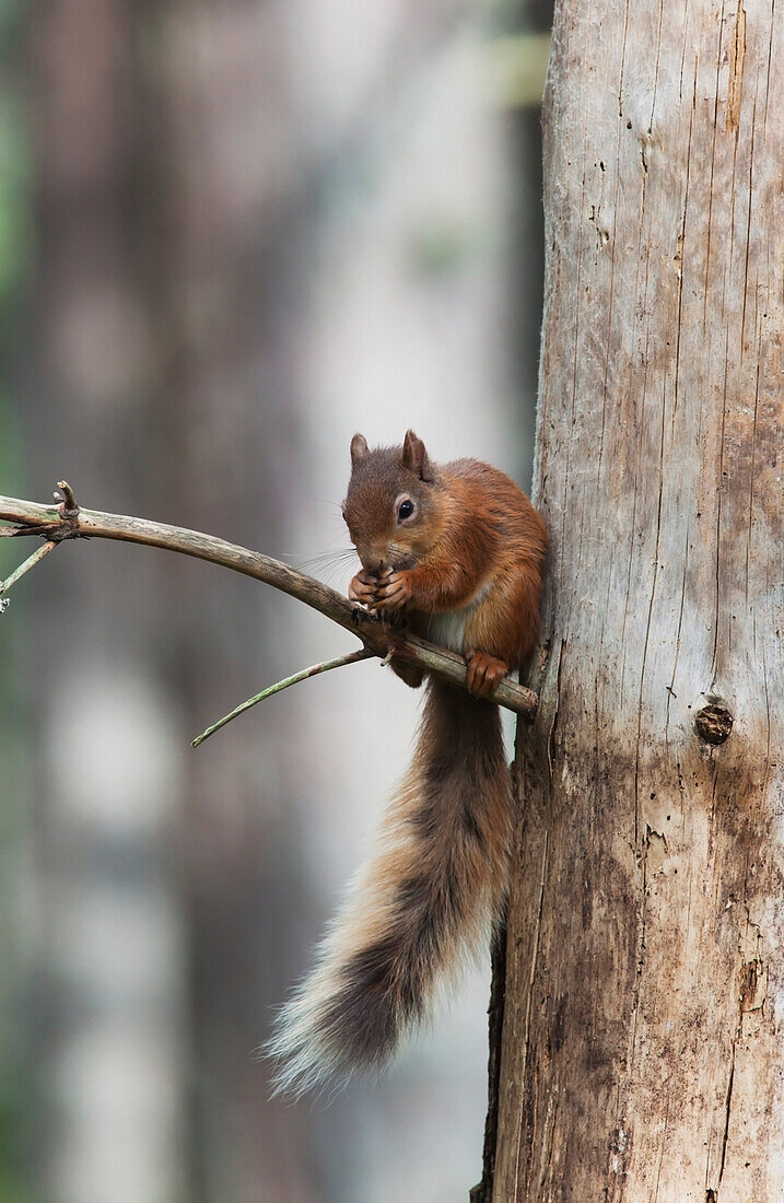 'A squirrel sitting on a tree branch eating;Northumberland england'