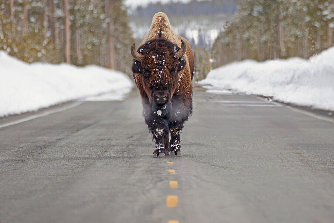 'Buffalo walking down the middle of the road in yellowstone national park;Wyoming united states of america'