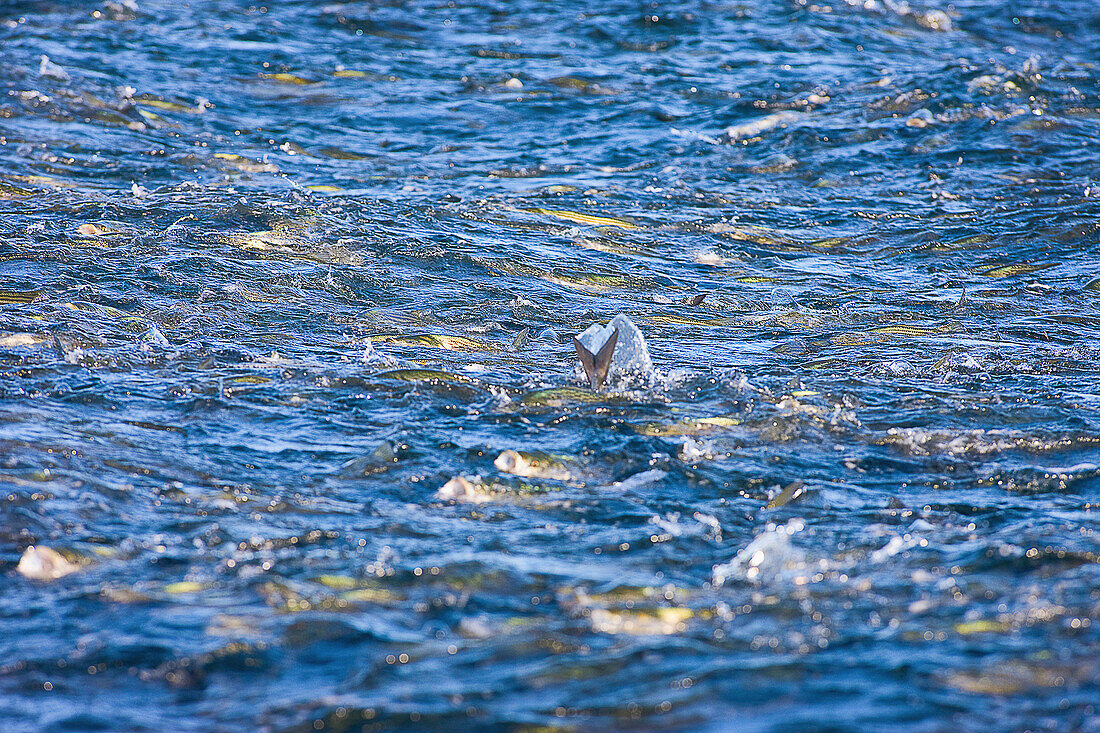 'Fish swimming at the surface of the ocean; massachusetts united states of america'