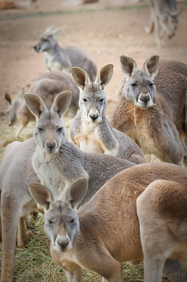 'Kangaroos;Waga waga australia'