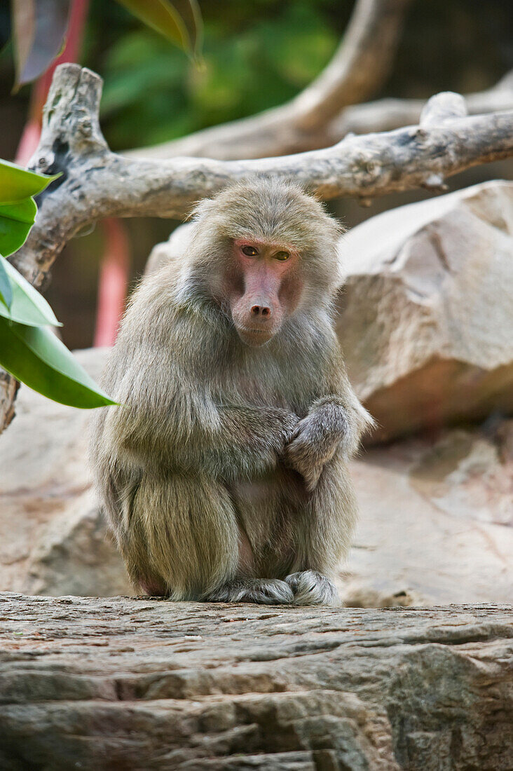 'Monkey;Adelaide australia'