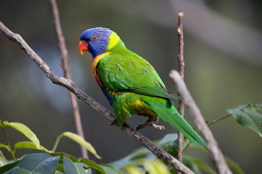 'Lorikeet;Waga waga australia'