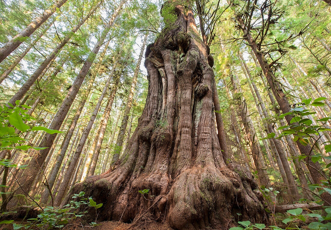 'Canada's gnarliest tree a giant cedar tree in what is called avatar forest near port renfrew;Vancouver island british columbia canada'