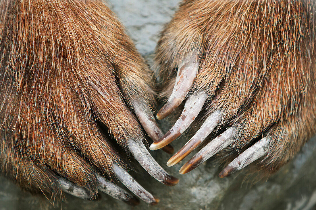 Captive: Close Up Of Brown Bear Paws And Claws, Alaska Wildlife And Conservation Center, Southcentral Alaska