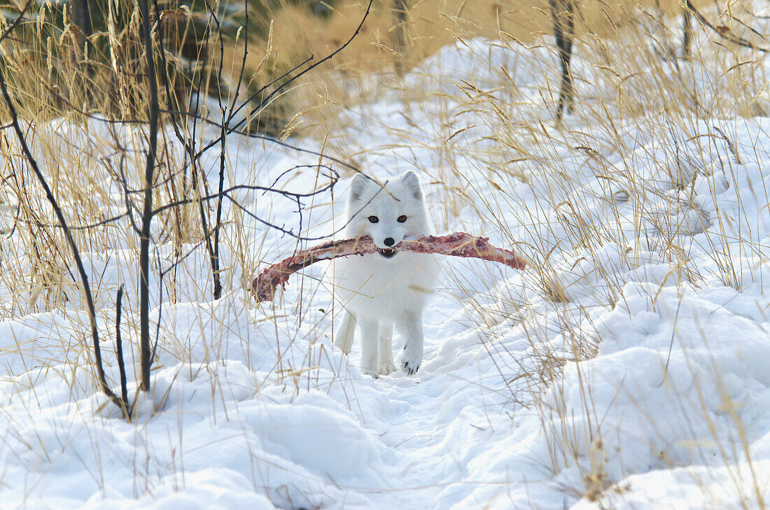 'Arctic fox (alopex lagopus) in white winter phase;Yukon canada'