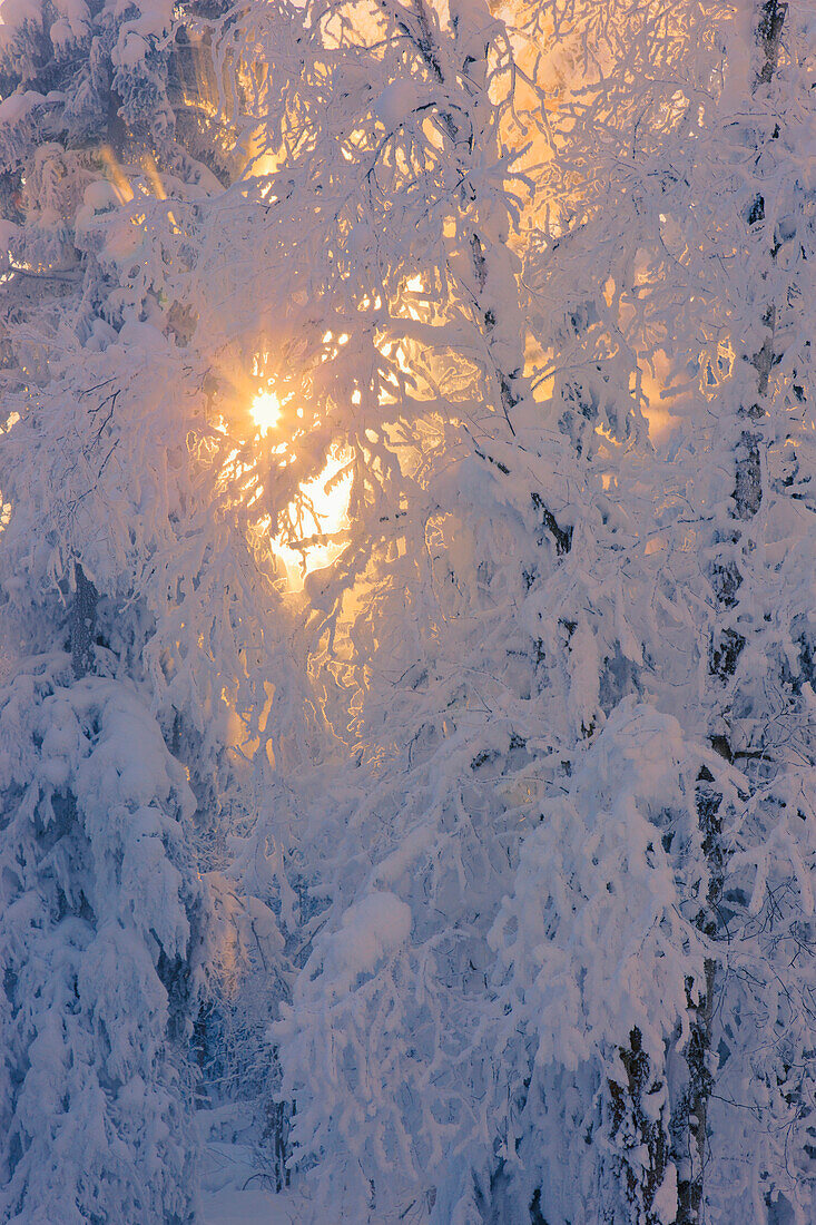 'Sun filtering through the fog in a hoar frost covered forest russian jack springs park;Anchorage alaska united states of america'