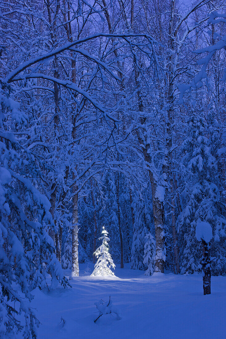 'Lit christmas tree in a birch forest at twilight;Anchorage alaska united states of america'
