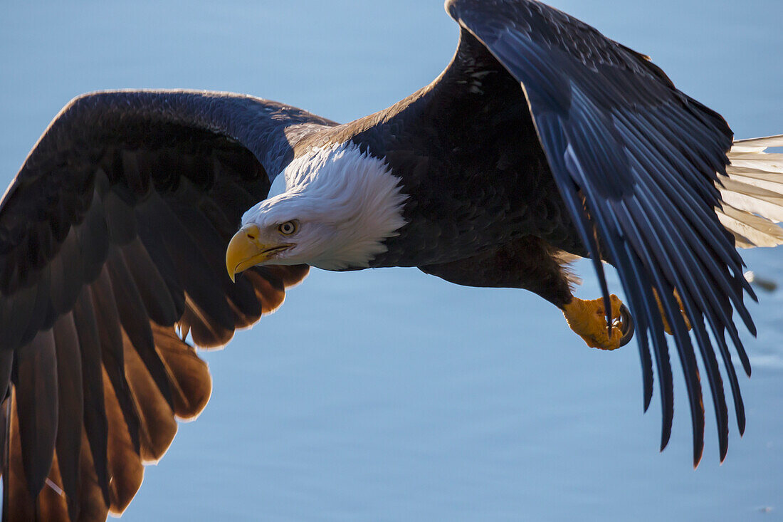 'Bald eagle (haliaeetus leucocephalus) in flight;Alaska united states of america'
