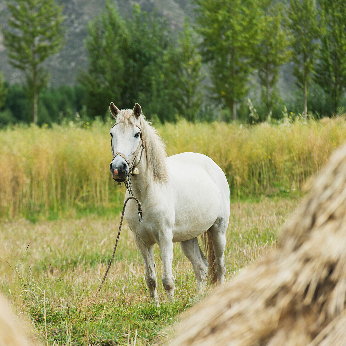 'White horse in a field;Lhasa xizang china'