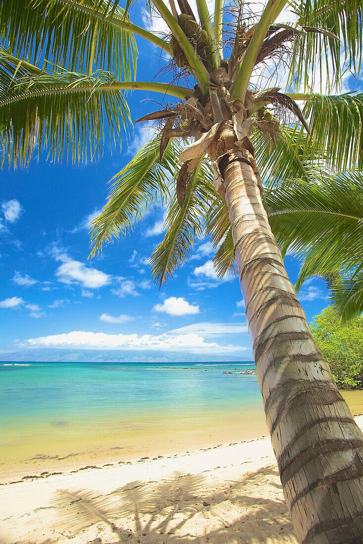 'A white sand beach and palm tree along the coast of an hawaiian island;Hawaii united states of america'