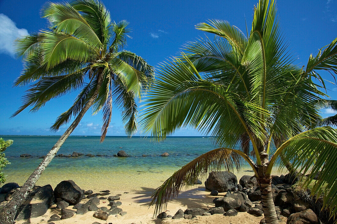 'Palm trees on the shore by the ocean against a blue sky;Hawaii united states of america'