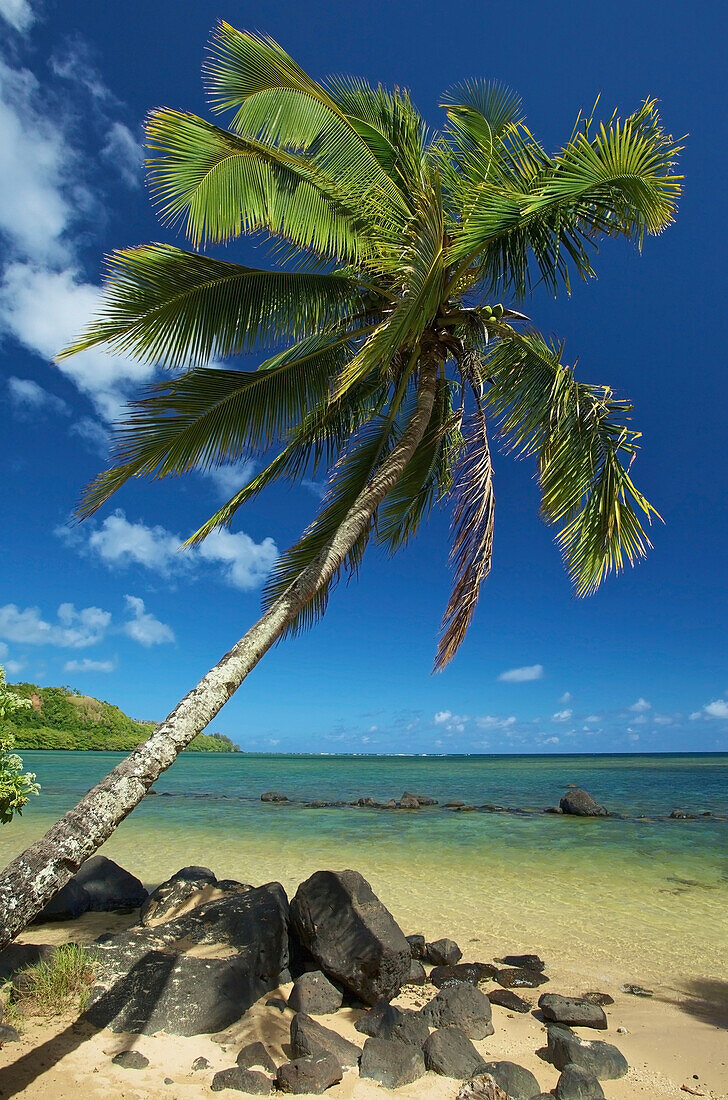 'A palm tree leaning out to the ocean against a blue sky;Hawaii united states of america'