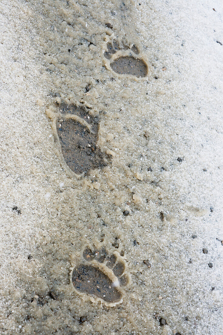 'Bear paw prints in snow in denali national park;Alaska united states of america'