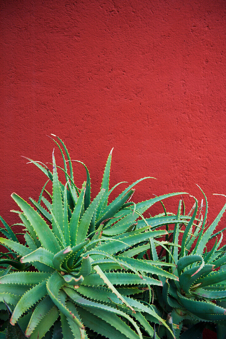 'Cactus against a red wall;San miguel de allende guanajuato mexico'