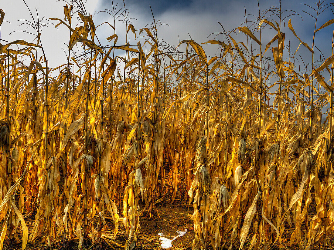 'Fallow corn field;Ottawa ontario canada'