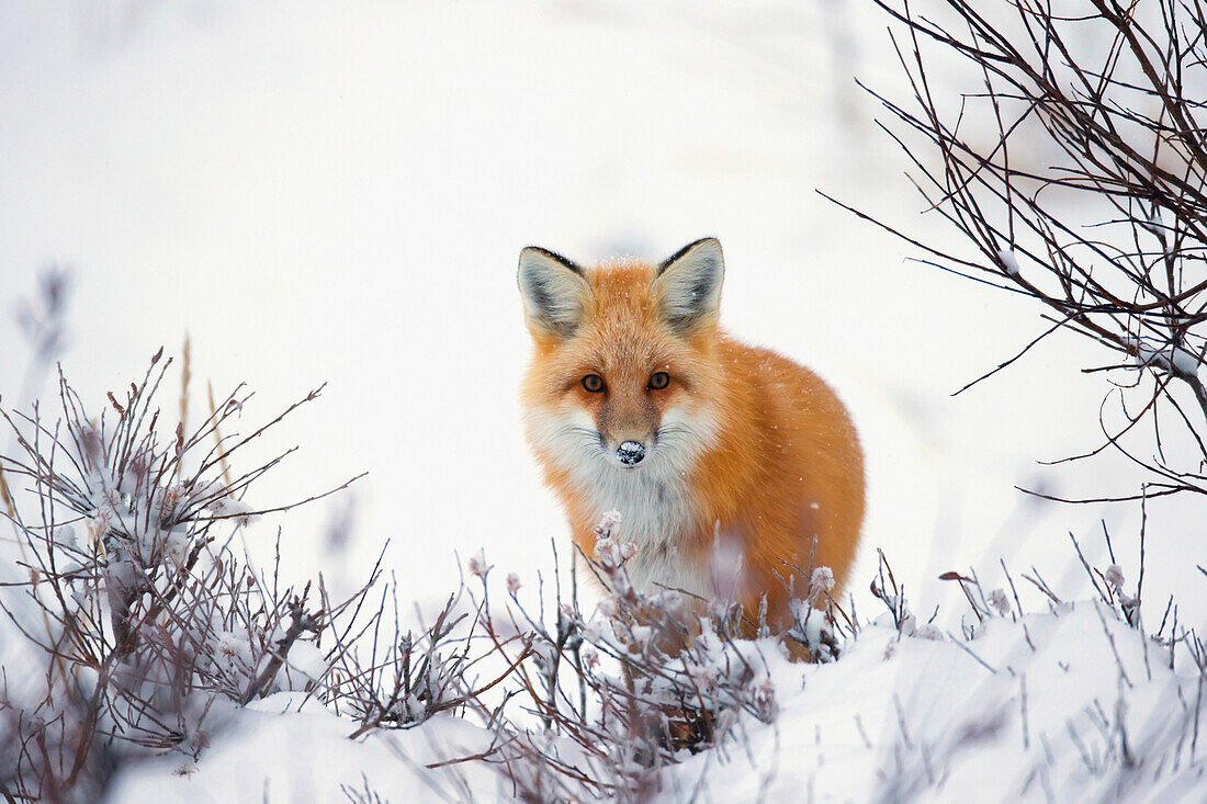 'Red fox (vulpes vulpes) in the snow along the shores of the hudson's bay;Churchill manitoba canada'