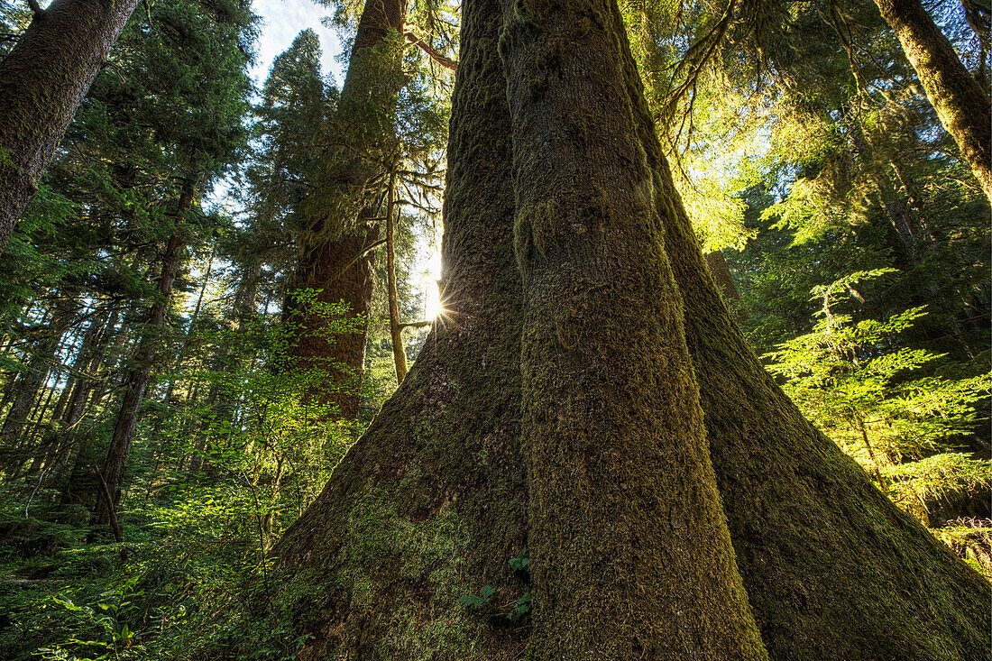 'Large douglas fir trees in the stoltman grove of carmanah walbran provincial park;British columbia canada'
