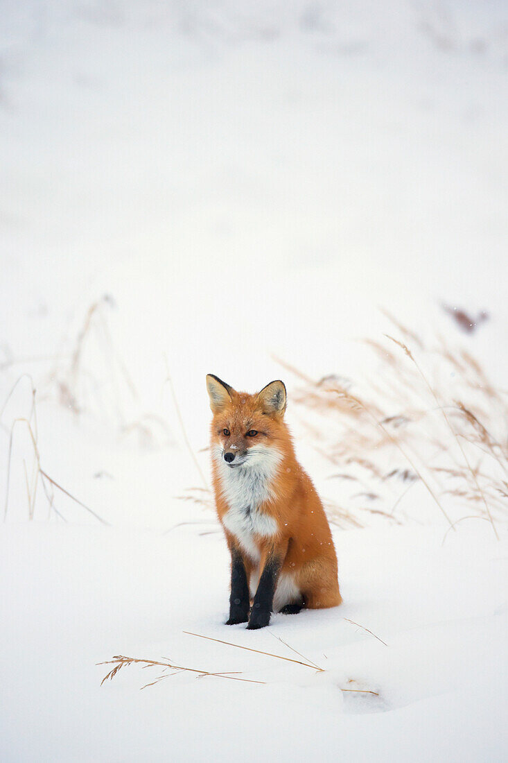 'Red fox (vulpes vulpes) in the snow along the shores of the hudson's bay;Churchill manitoba canada'