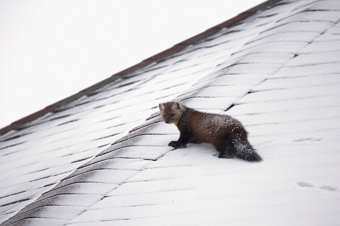 'Pine marten (martes martes) walking on a snow covered roof;Churchill manitoba canada'