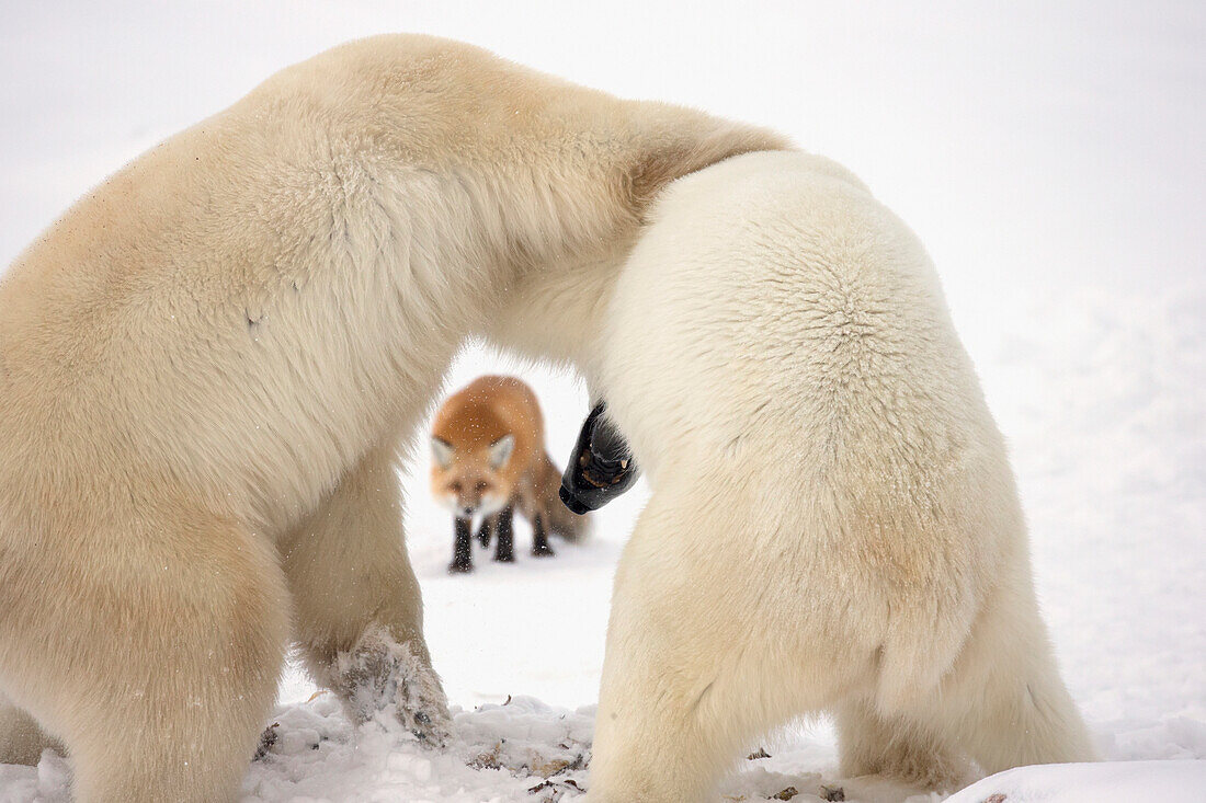 'Polar bears (ursus maritimus) wrestling while waiting for hudson's bay to freeze over with a red fox (vulpes vulpes) in the background;Churchill manitoba canada'