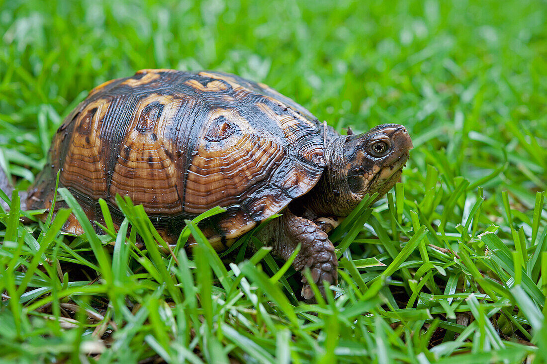 'Tortoise in the grass;Tuscaloosa alabama united states of america'