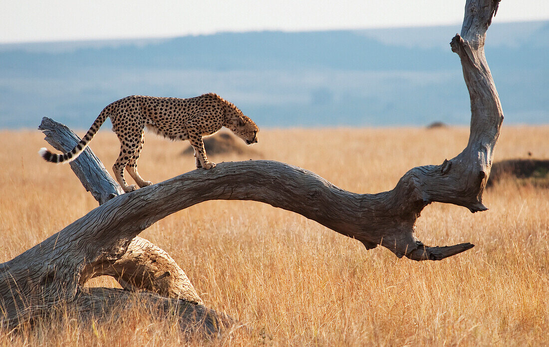 'A cheetah (acinonyx jubatus) on a tree;Maasai mara kenya'