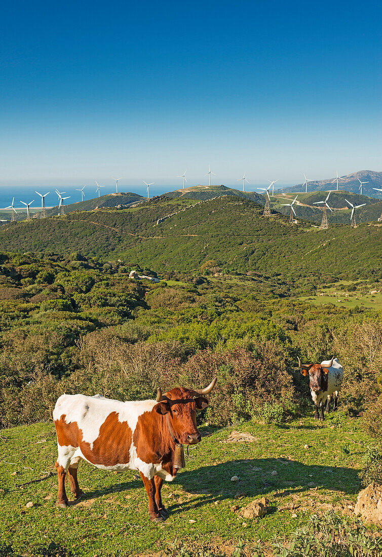 'Cows in a field with numerous wind turbines in the background;Tarifa cadiz andalusia spain'