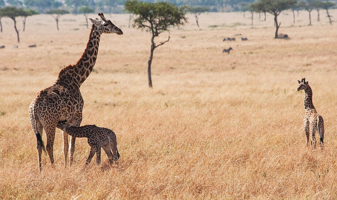 'A giraffe (giraffa camelopardalis) with it's young in maasai mara national reserve;Maasai mara kenya'