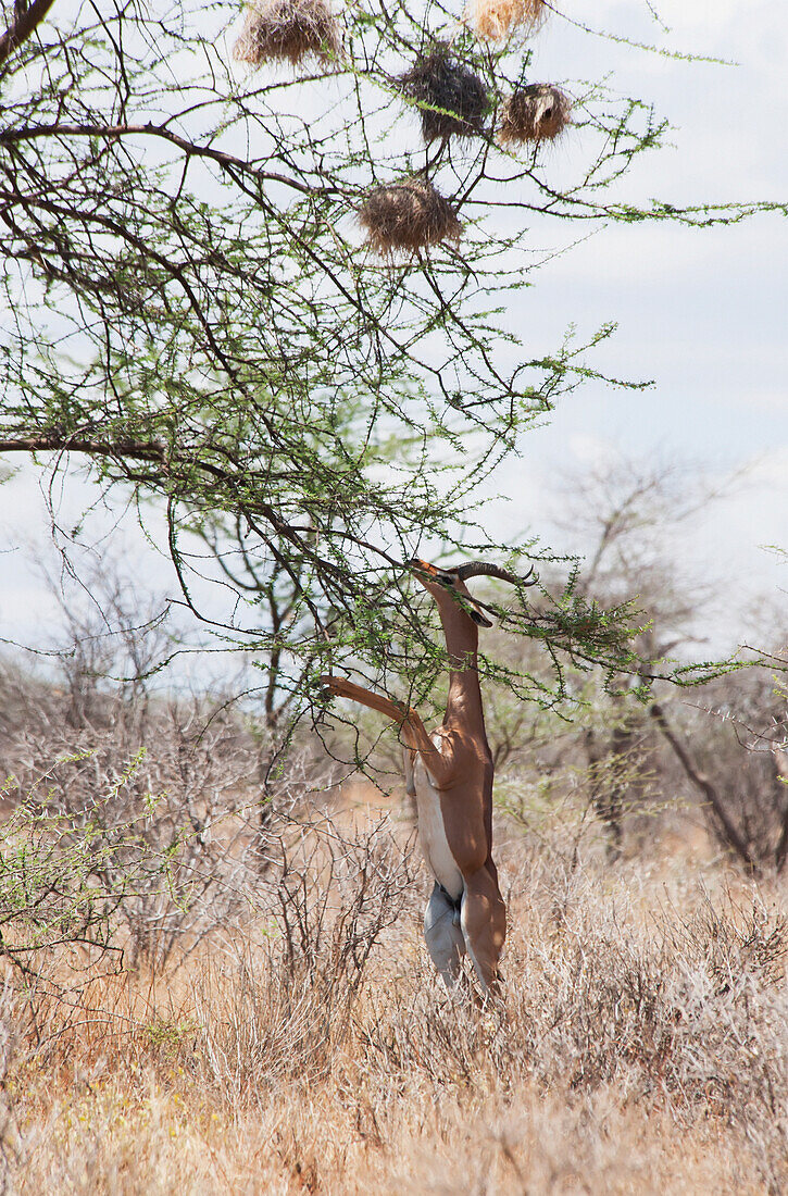 'Multiple nests in a tree with a gazelle on it's hind legs reaching to eat leaves in maasai mara national reserve;Maasai mara kenya'