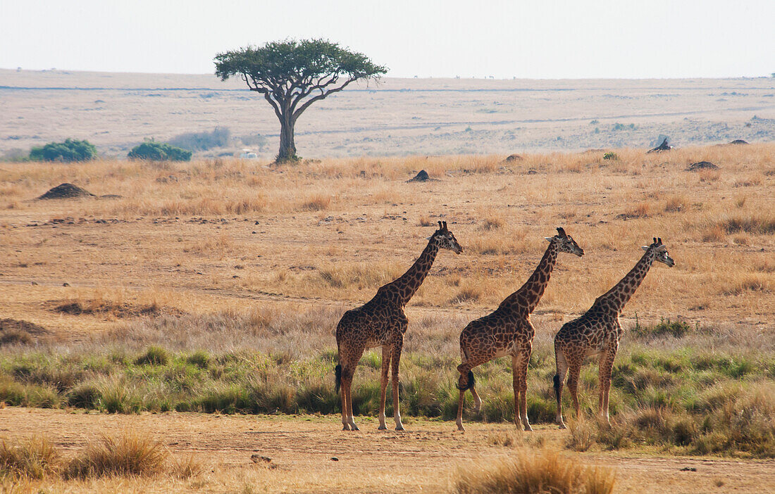 'Three Giraffes Standing In A Row With The Landscape Of The Maasai Mara National Reserve;Maasai Mara Kenya'