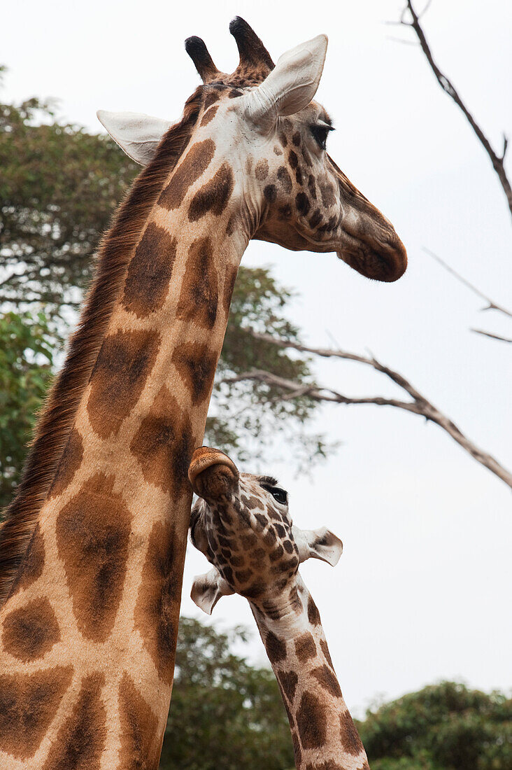 'A giraffe and a young giraffe in the giraffe centre;Nairobi kenya'