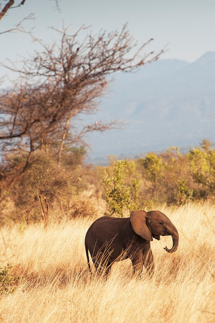 'An elephant walks through the tall grass in samburu national reserve;Kenya'
