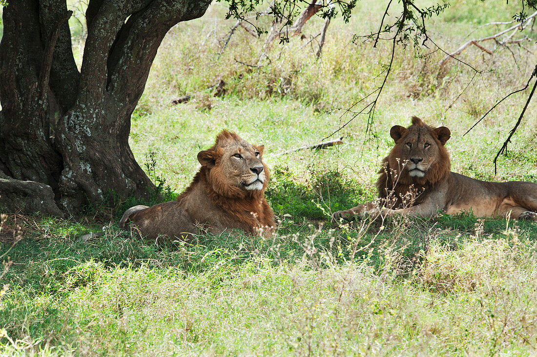 'Two lions lay in the shade in the maasai mara national reserve;Maasai mara kenya'