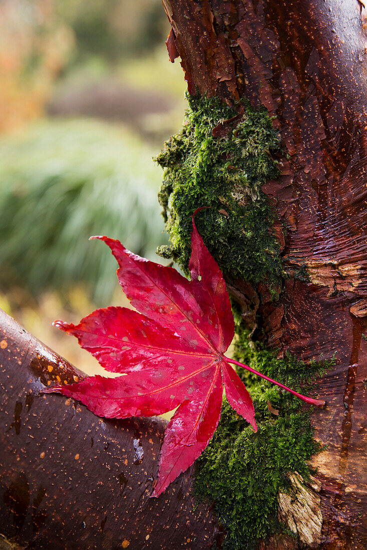'A bright red maple leaf resting on a tree branch;Northumberland england'